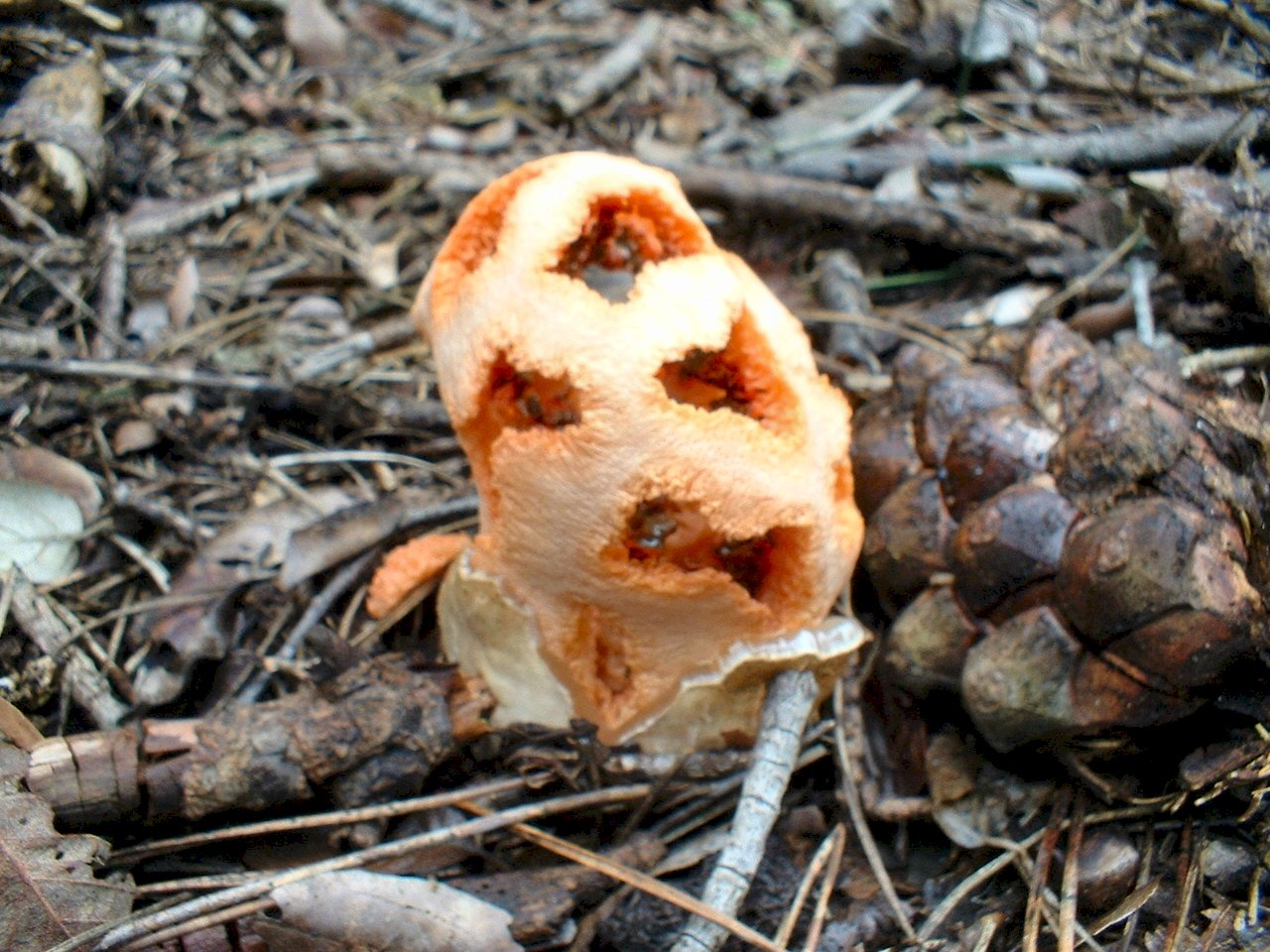 Escursione tra pino e leccio